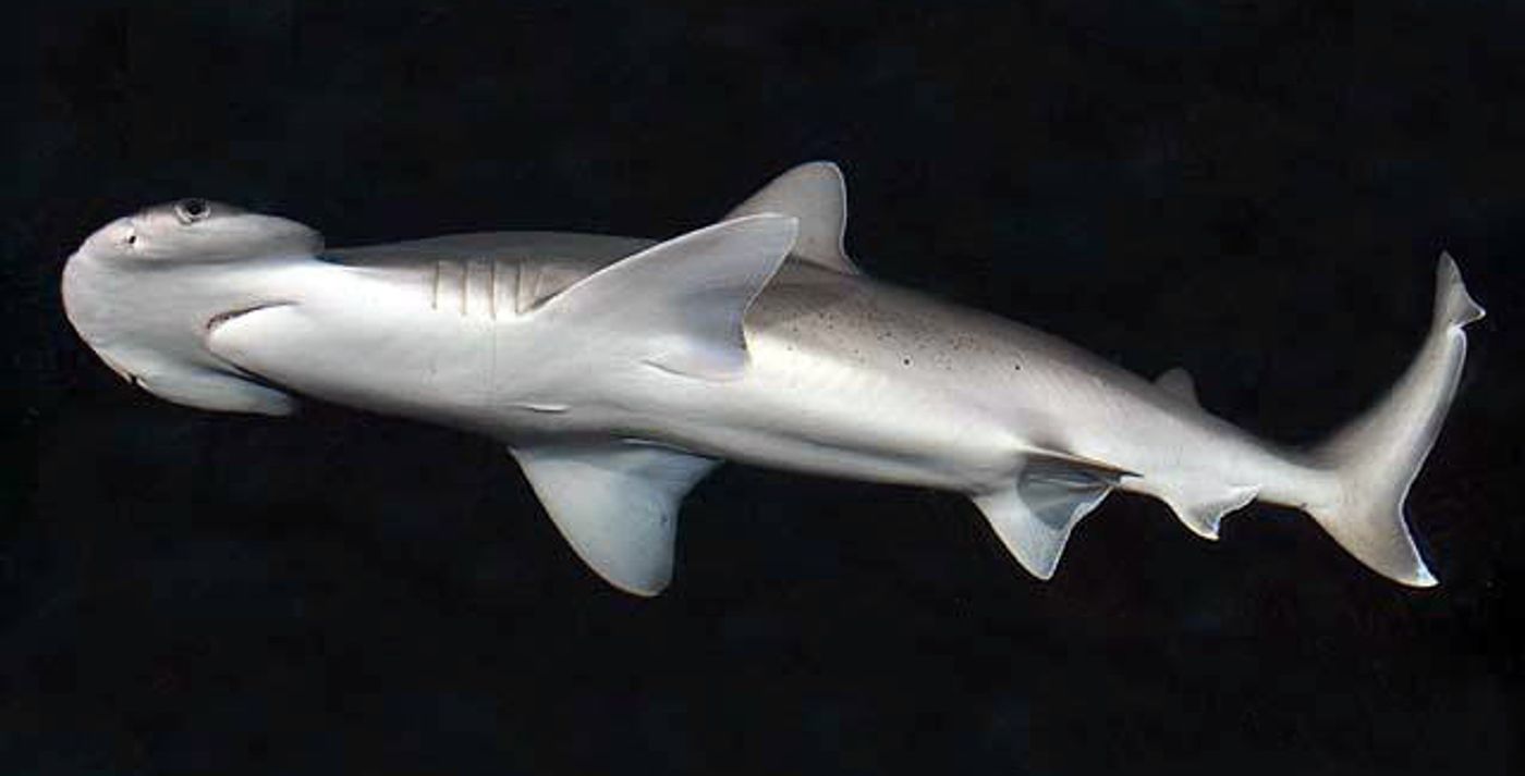 Bonnethead shark. Photo by D. Ross Robertson