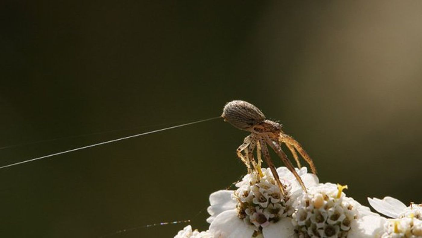 Spiders may have used their silk as kites to fly hundreds of miles across the ocean to a remote island.