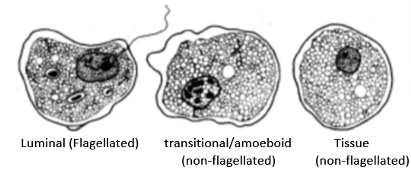 Flagellated and amoebic has flagellated and amoebic forms.