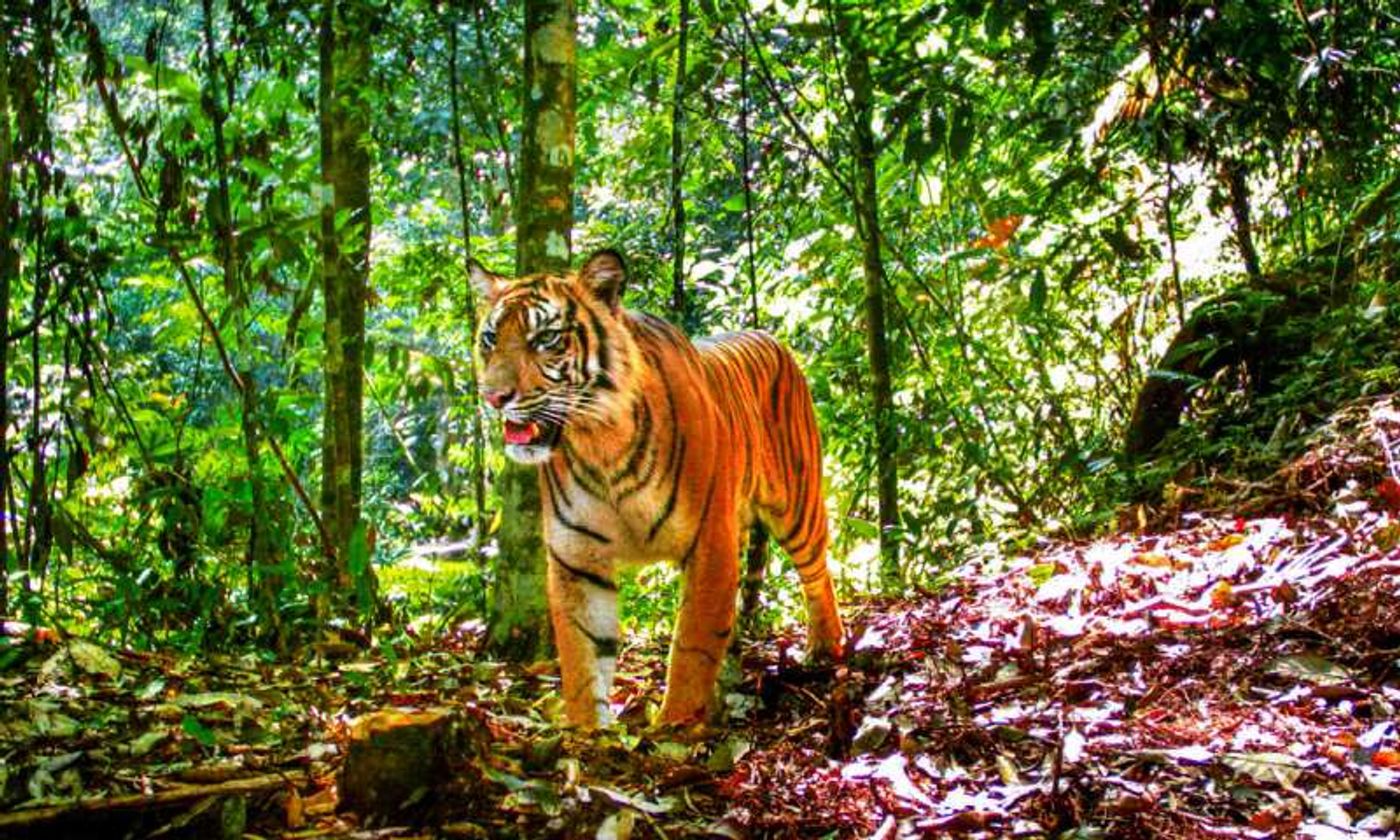 A Sumatran tiger in its natural habitat.