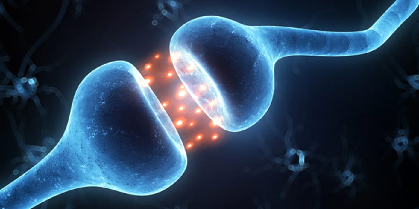 There are ~100 trillion synapses in the human brain.