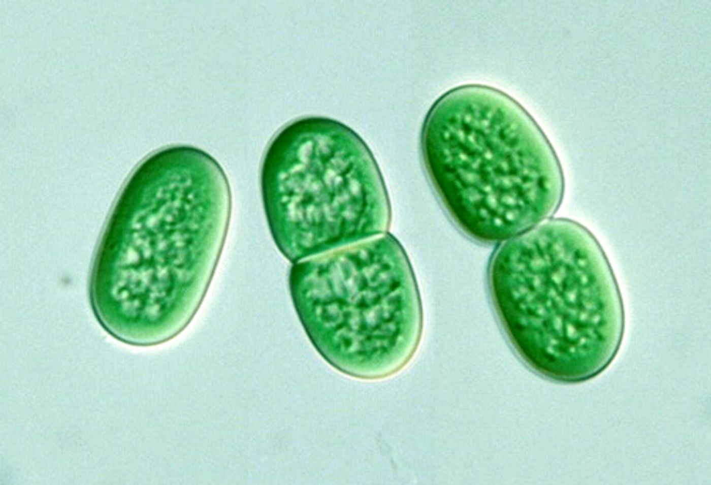 These cyanobacteria divide by binary fission.