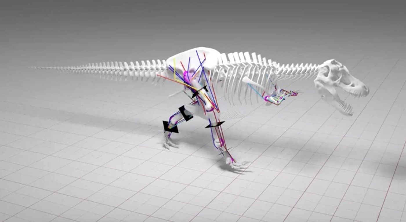 A computer model illustrating a T. Rex's multibody dynamic analysis (MBDA) and skeletal stress analysis (SSA) helped researchers determine their maximum walking speed.