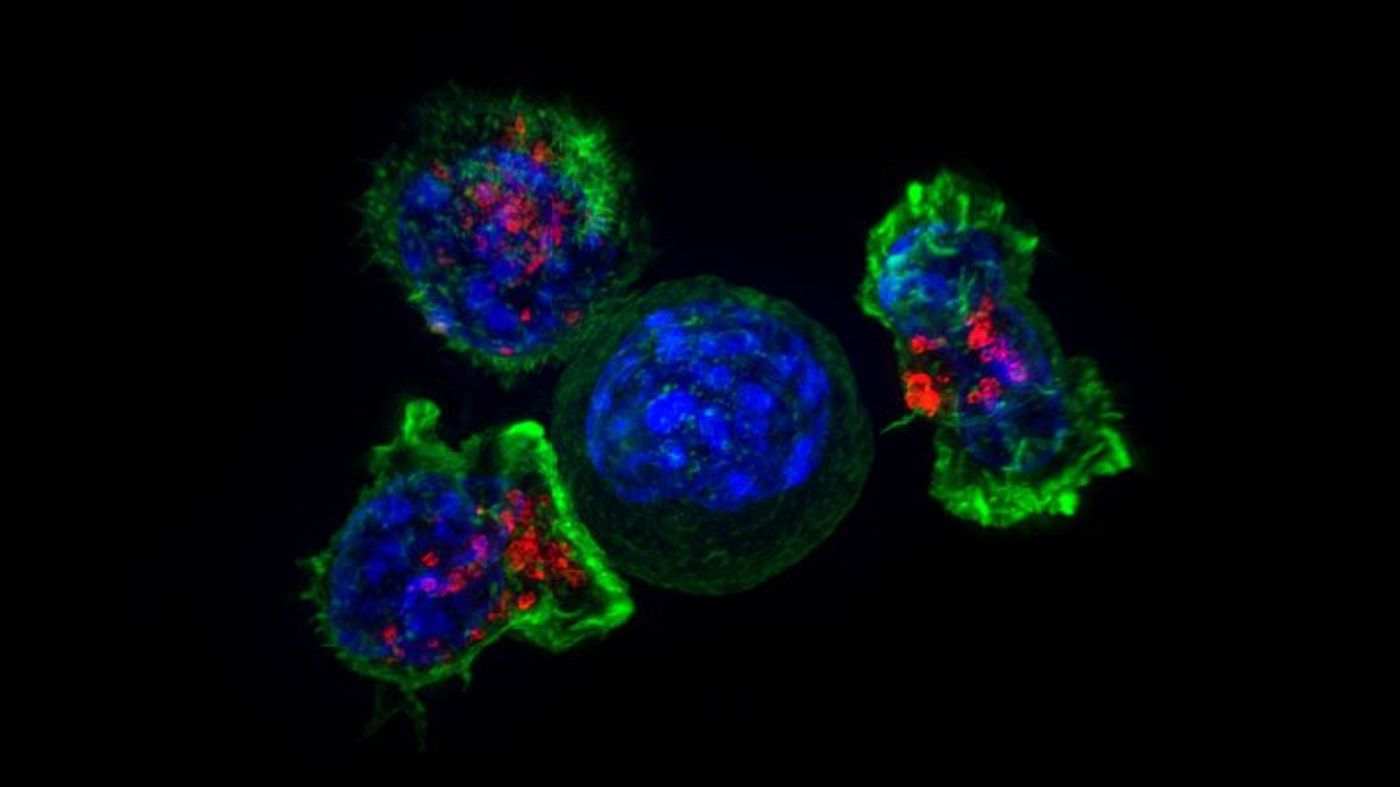 Killer T cells (green and red) surrounding a cancer cell.
