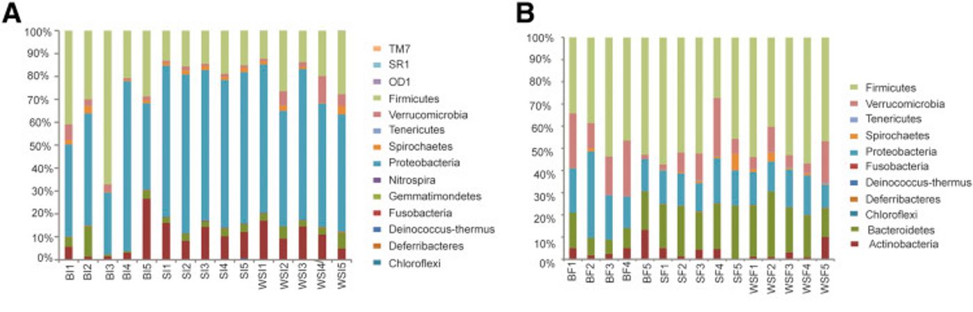 Average relative abundance of ileum and fecal bacterial orders in DJB and sham T2DM mice. A and B: Ileum and fecal microbial composition of individual mice from sham control (SI/SF, WSI/WSF) and DJB-operated groups (BI/BF) 9 weeks after DJB surgery by microbiota 16S rRNA gene sequencing and analysis. / Credit: American Journal of Pathology Jiang et al