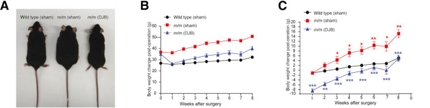 Body weight and metabolism phenotypes of male T2DM model mice decrease after DJB surgery. A: Body weight of 10-week-old male severely obese T2DM mice decreases 8 weeks after surgery. B: Weekly body weights for each of the sham and DJB mice. C: Relative body weight changes in the sham group and DJB group after DJB surgery. /Credit: American Journal of Pathology Jiang et al