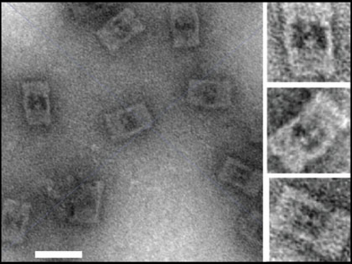 Transmission electron microscopy images of the DNA nanocages.