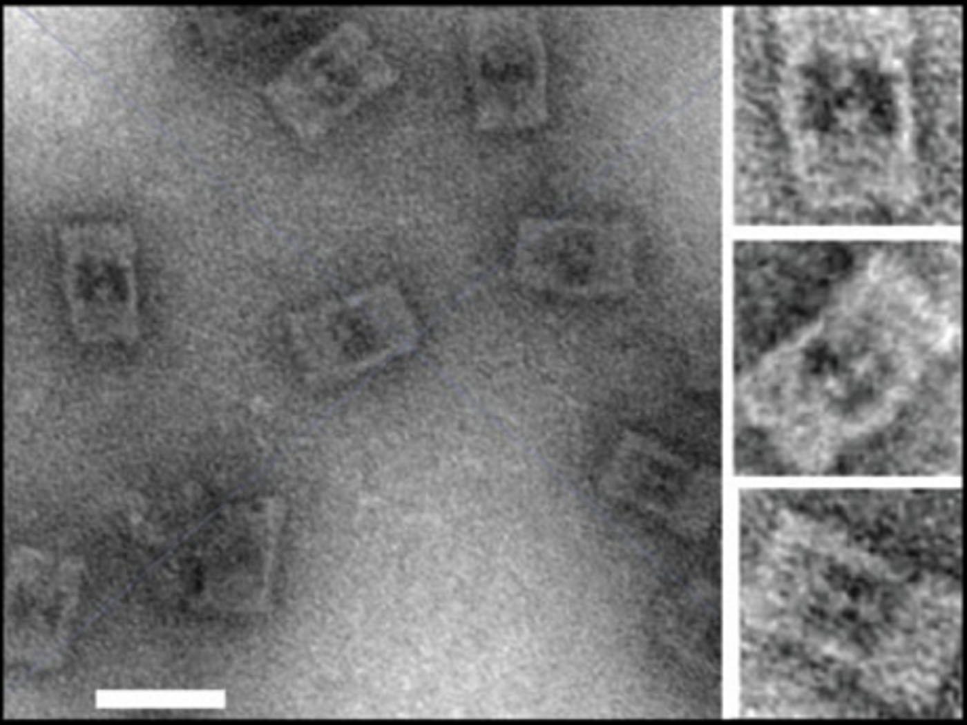 Transmission electron microscopy images of the DNA nanocages.