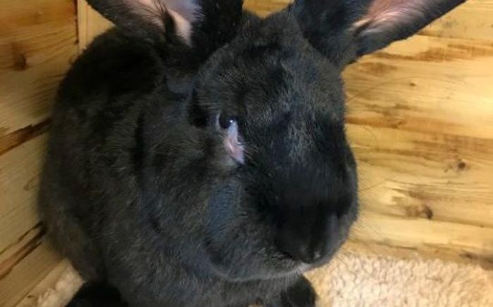 Simon the giant rabbit didn't survive his trip from London to Chicago while boarded on a United Airlines flight.