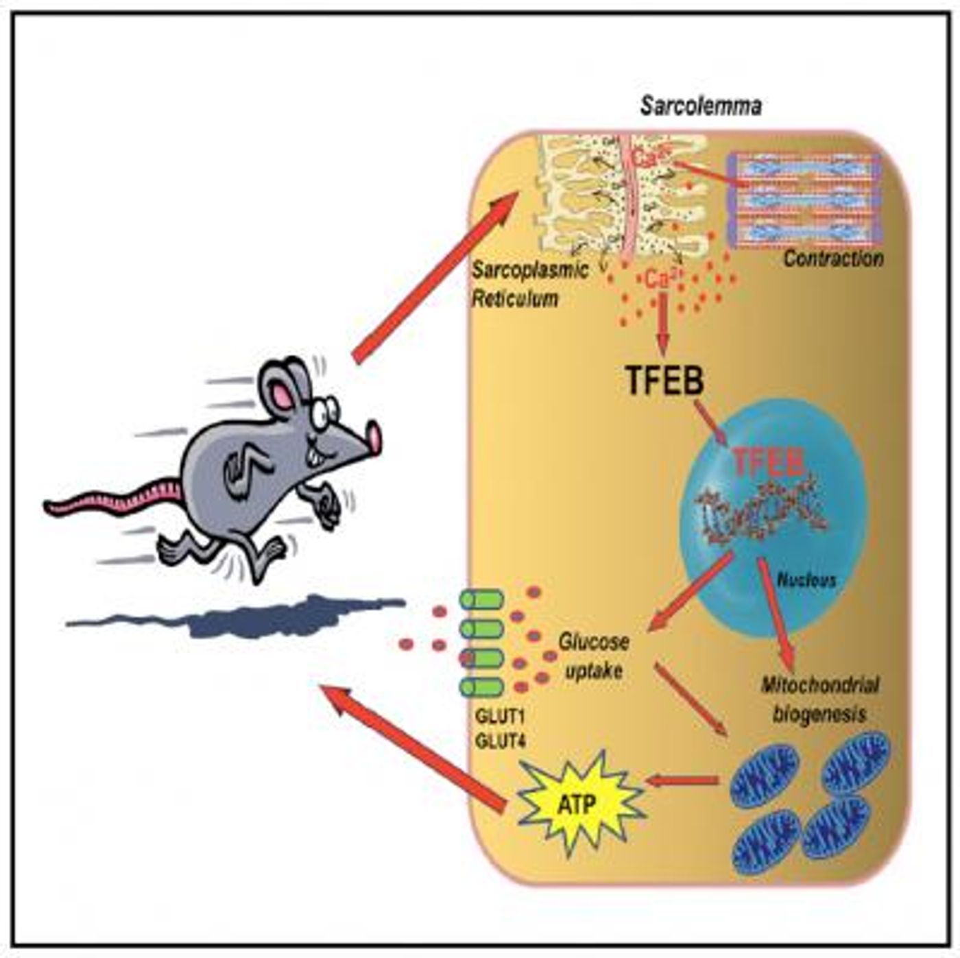 TFEB acts as a central coordinator of skeletal muscle insulin sensitivity, glucose homeostasis, lipid oxidation, and mitochondrial function in the adaptive metabolic response to physical exercise in a PGC1a-independent manner. / Credit: Mansueto et al., 2017, Cell Metabolism 25, 1-15