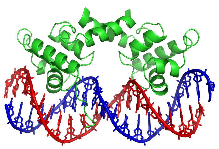 Example of a transcription factor bound to DNA / Credit: Wikimedia Commons Author: Richard Wheeler (Zephyris) 2007.