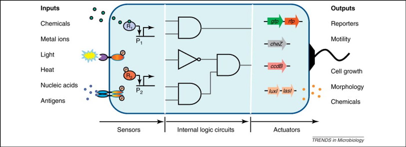 Genetically engineered cells typically comprises a cascade of three exchangeable modules, that is, the sensors that detect surrounding chemicals, light, pH, heat, etc., plus internal information processing circuits for integrating the various input signals and making a logic decision, and lastly, output actuators for producing reporters, toxins, chemicals, drugs, growth changes, etc.