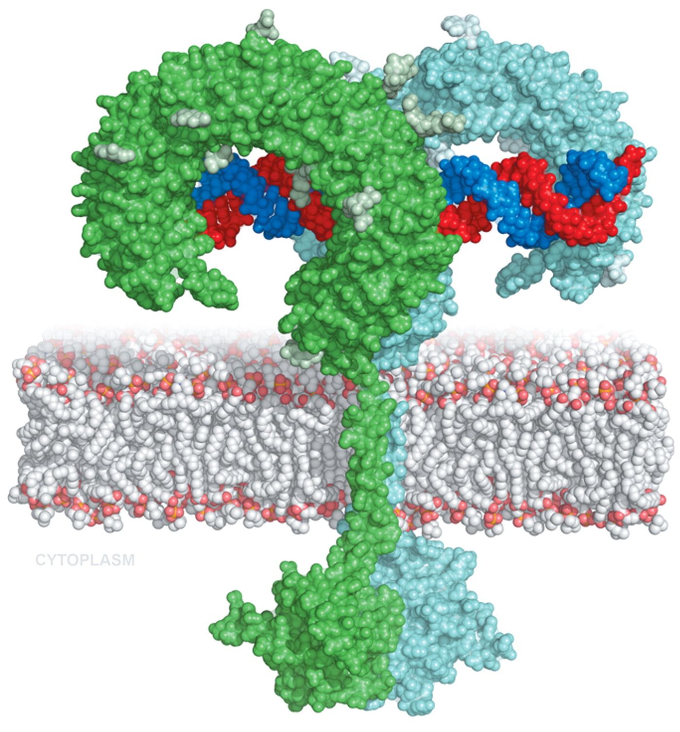 A toll-like receptor