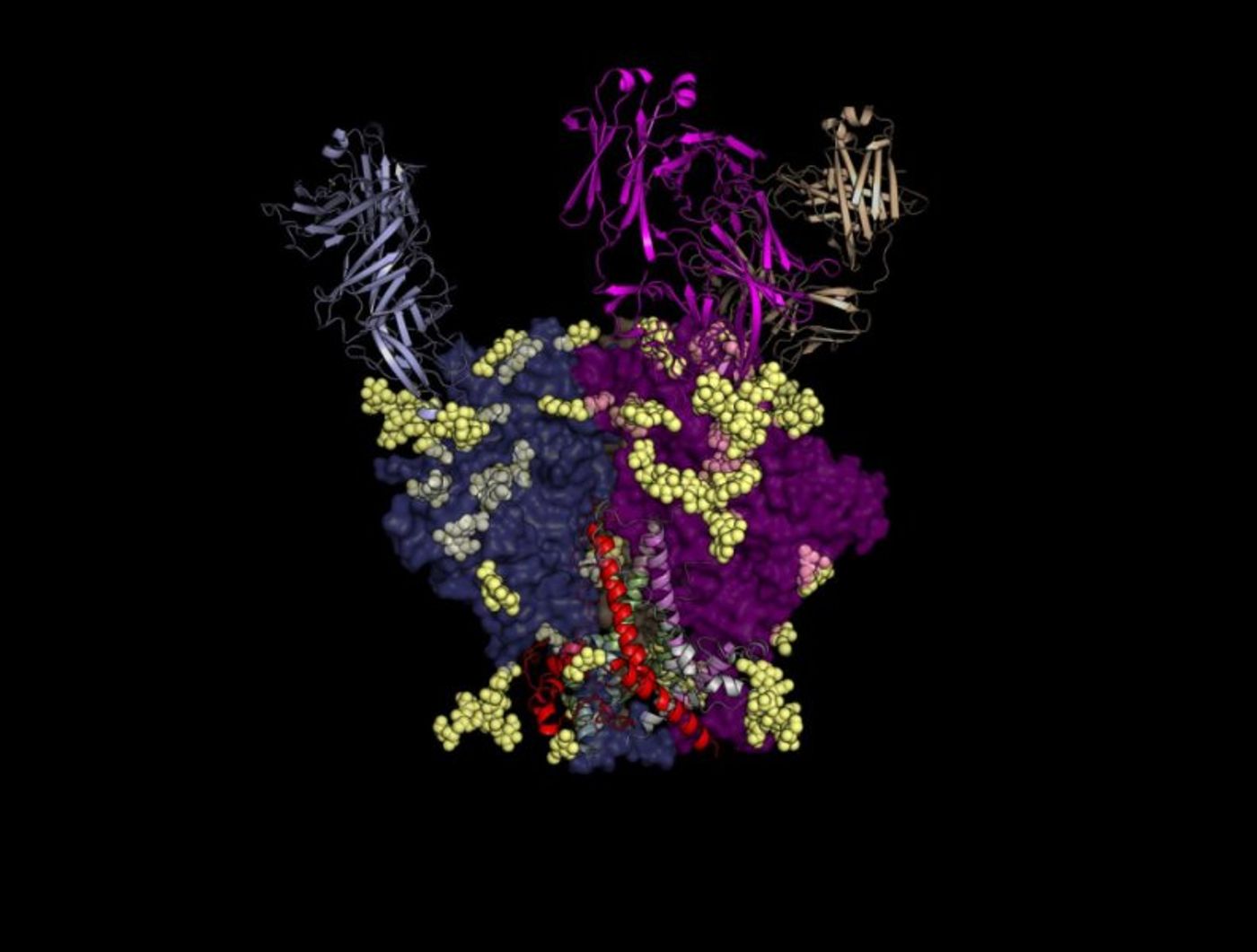 A PGT121 antibody binding to HIV
