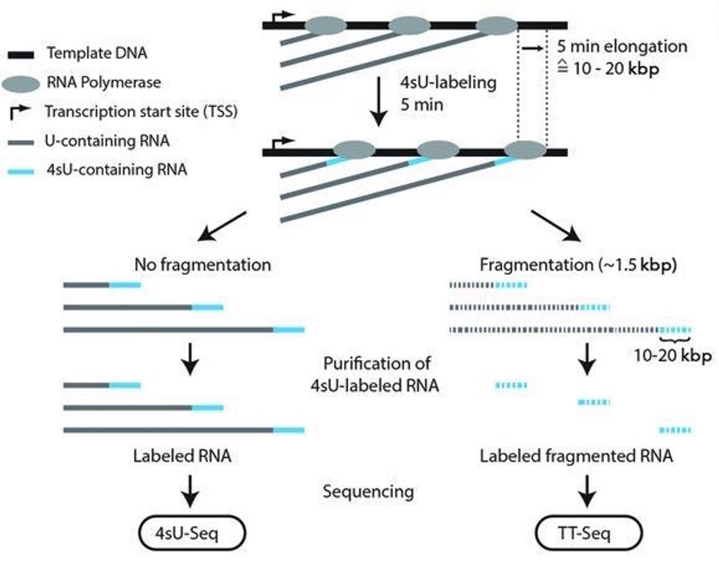 An overview of 4sU-seq and TT-seq protocols