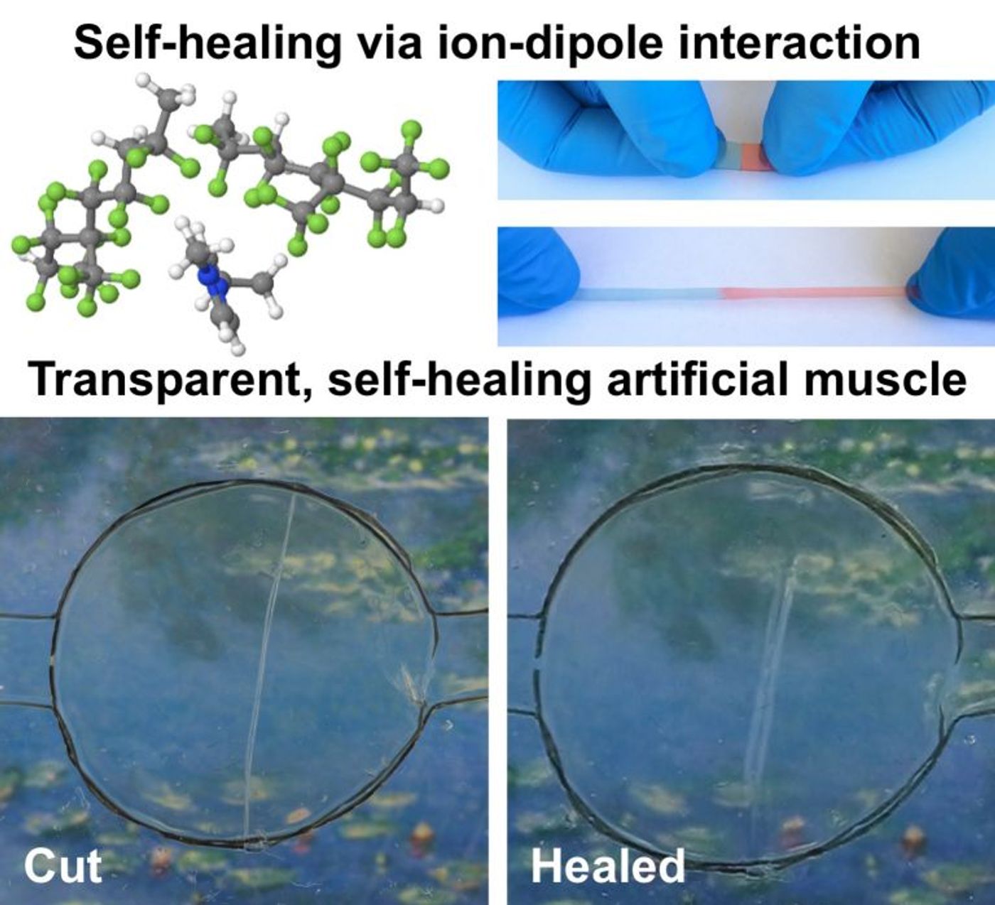Illustration showing new self-healing material (Wang et al)