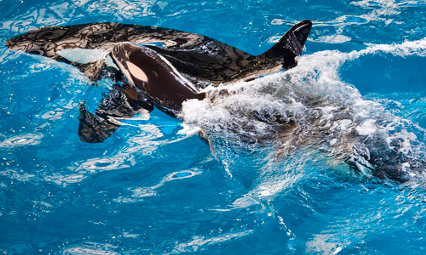 Takara swimming with her newborn calf.