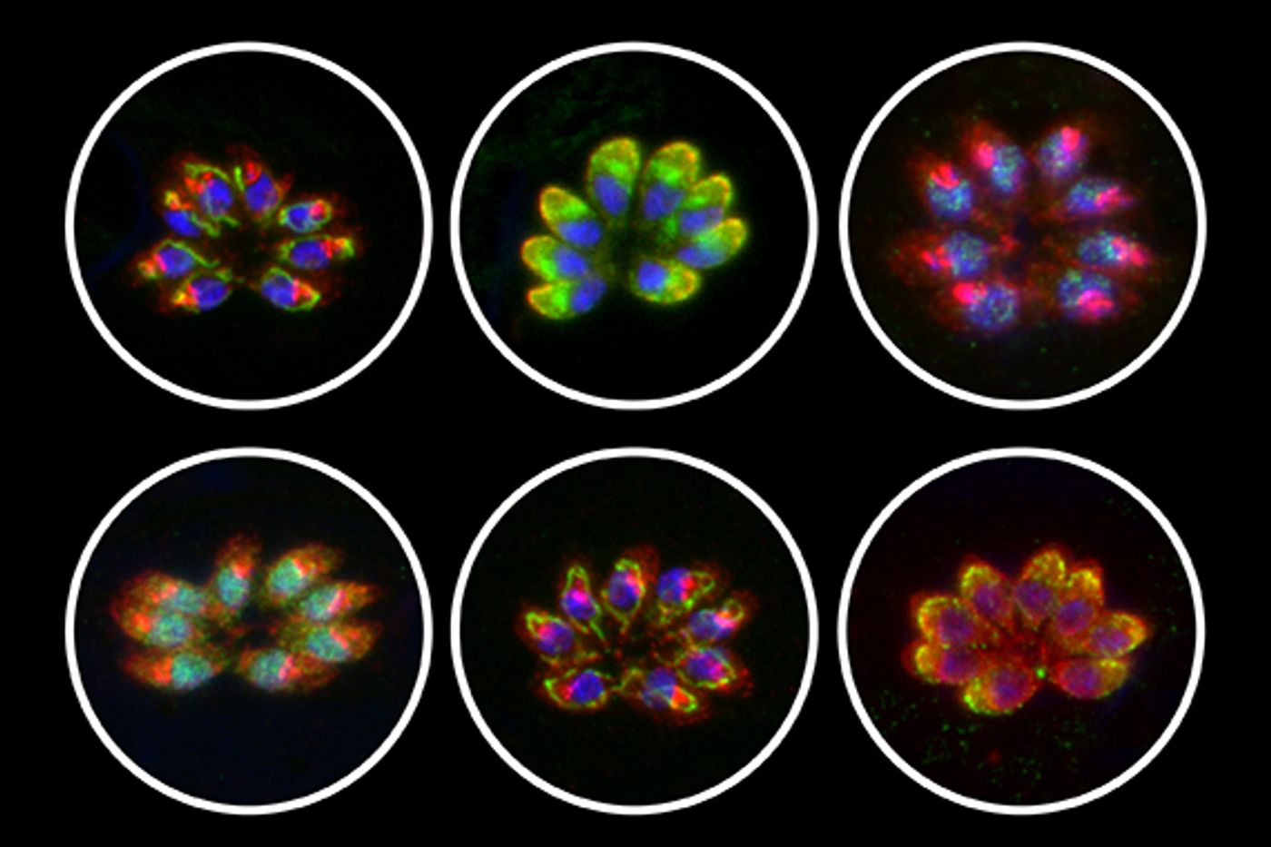 The localization of six previously uncharacterized proteins essential for the survival of the parasite in human cells and conserved through the Apicomplexan phylum, within a parasitophorous vacuole containing eight parasites inside of a host cell. / Credit: Diego Huet/Whitehead Institute