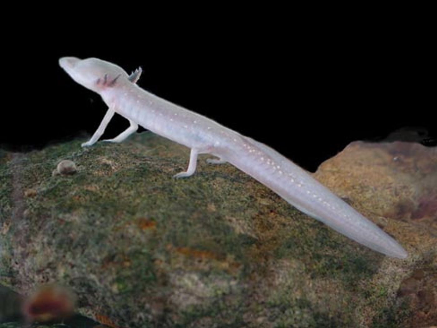 A Texas blind salamander, one of the many creatures that were stolen from the San Marcos Aquatic Resources Center over Thanksgiving weekend, 2016.