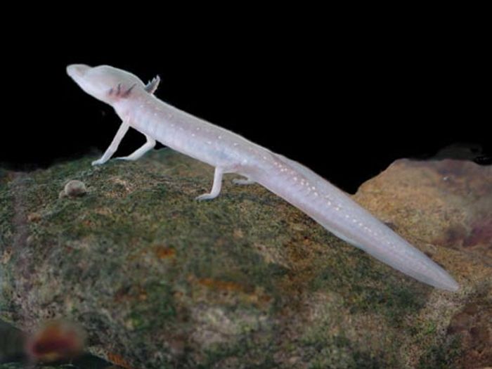 A Texas blind salamander, one of the many creatures that were stolen from the San Marcos Aquatic Resources Center over Thanksgiving weekend, 2016.