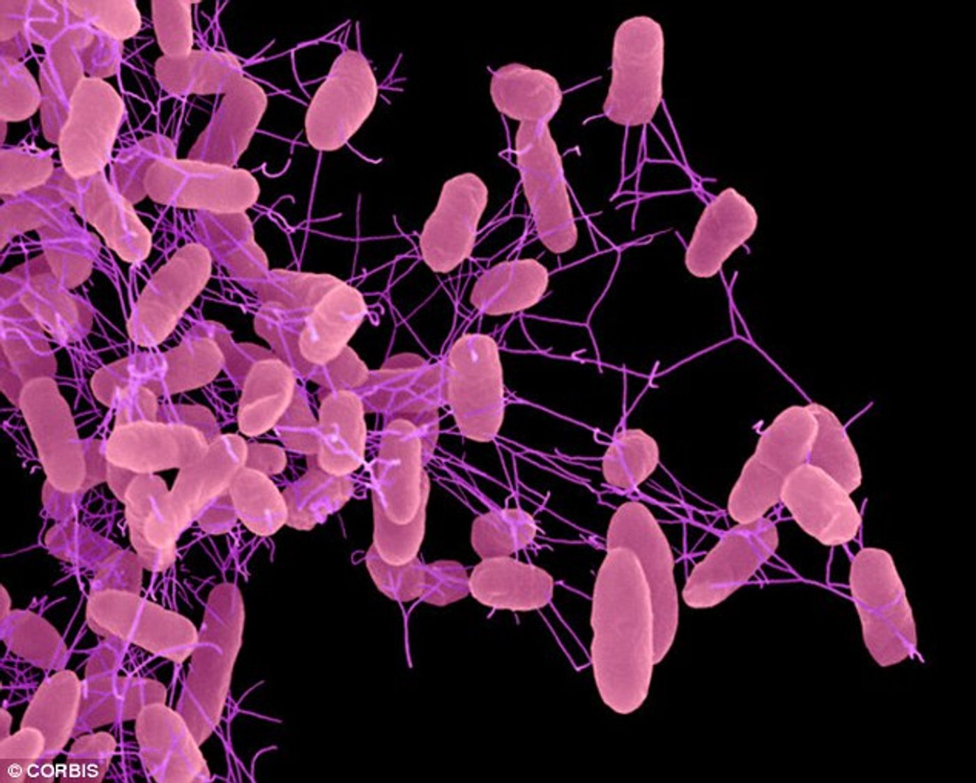 Antibiotics help Salmonella compete with gut flora.