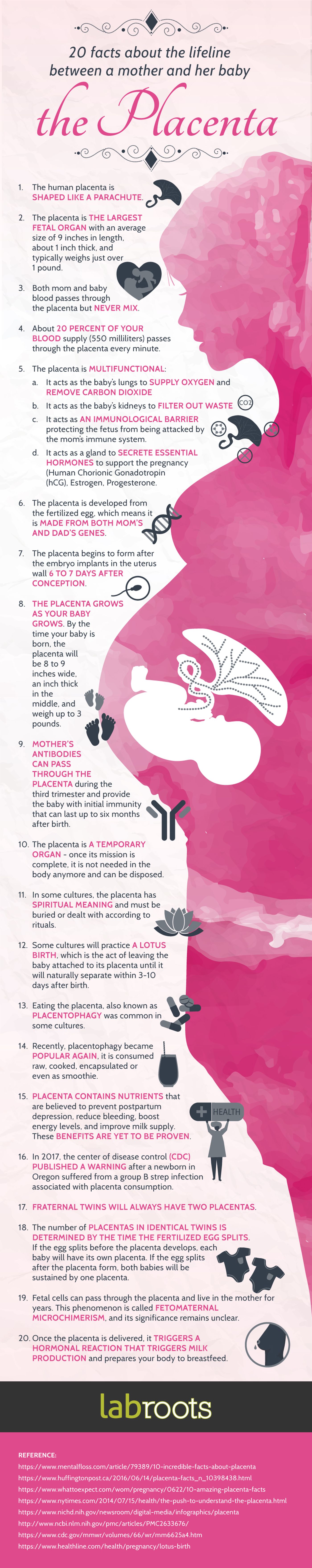 Placenta: Overview, Anatomy, Function & Complications