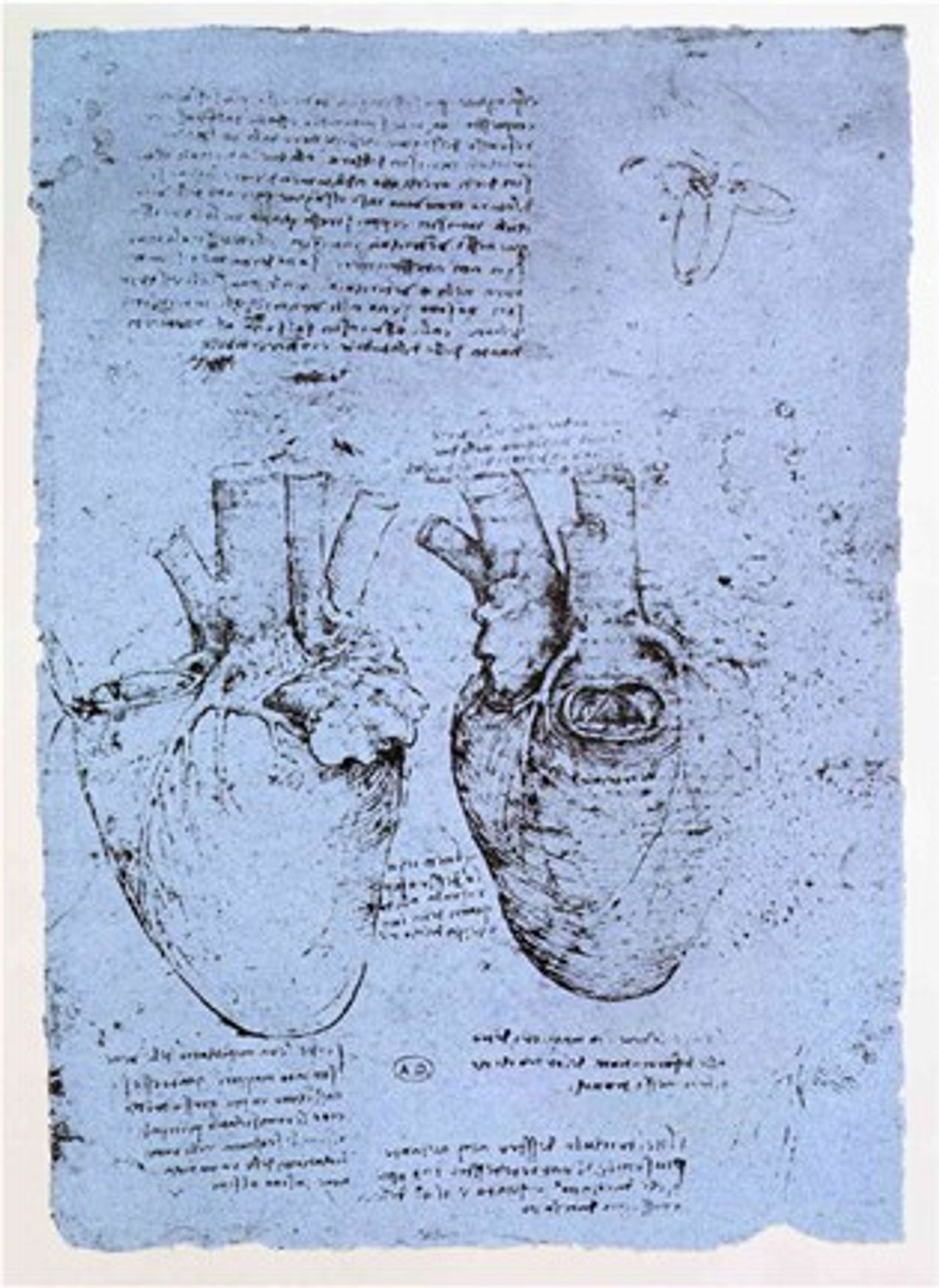 In the 1490s, Leonardo Da Vinci began to investigate the heart and its work. This sketch was part of his study of the human anatomy and the circulation system./ Credit: Public domain