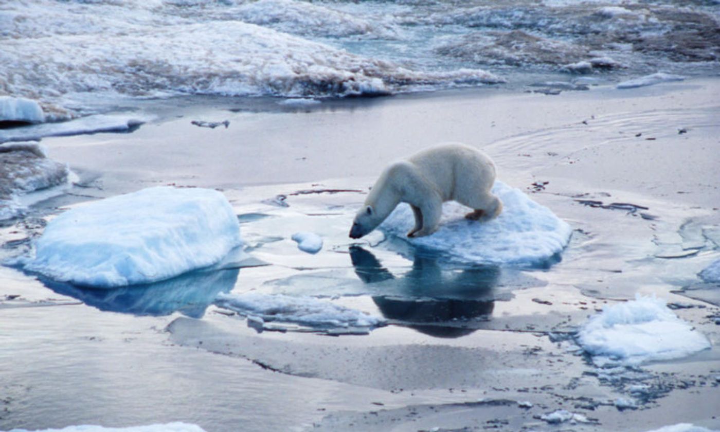 Polar bears in the Arctic are finding life to be getting tougher with each passing year, study finds.