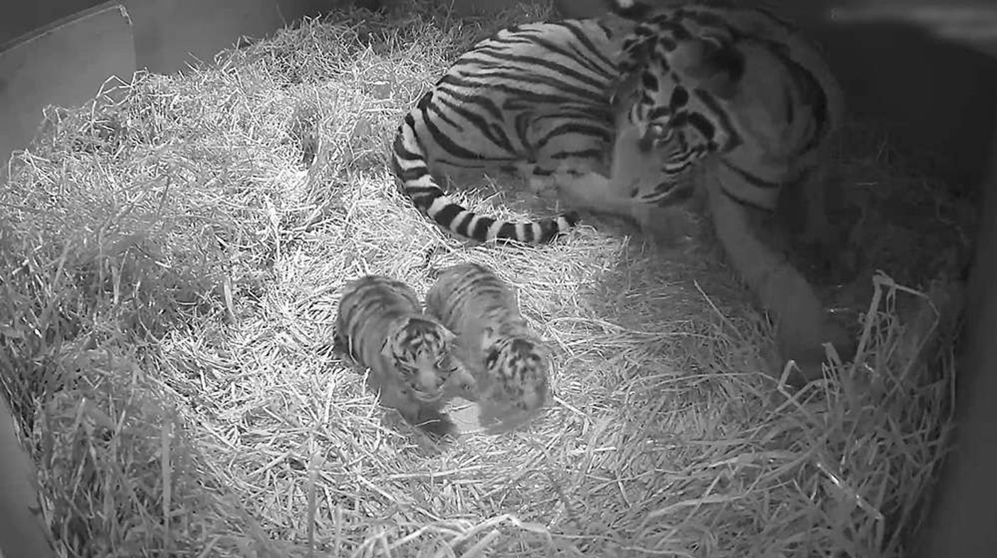Tiger cubs sitting by their mother at the ZSL London Zoo.