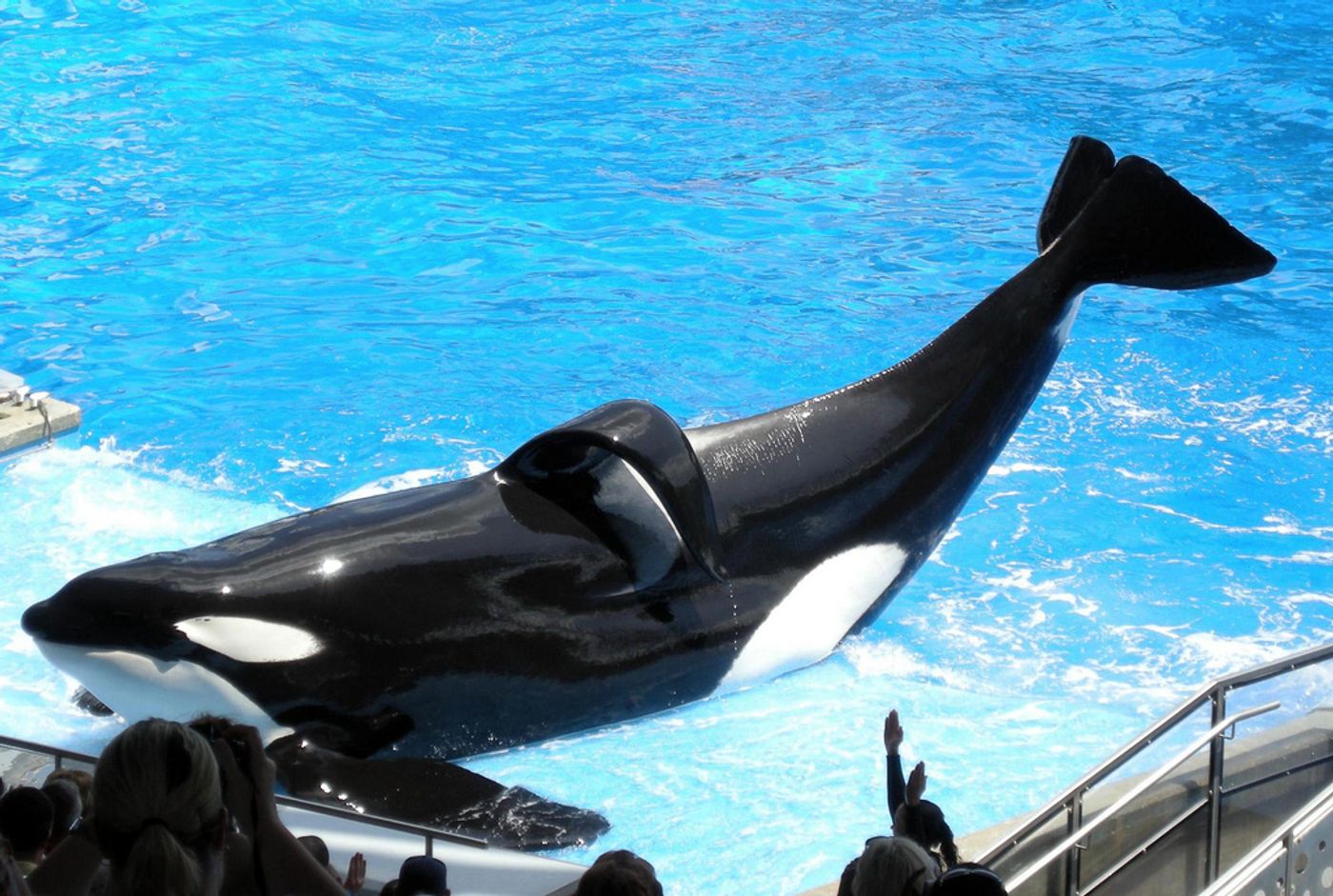 Tilikum, the orca that passed away, has been featured in numerous shows at SeaWorld in Orlando, Florida.