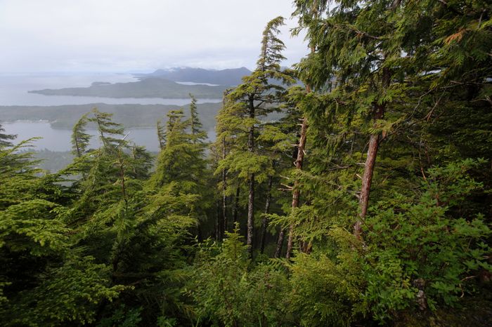 Tongass National Forest, in all it's glory. Photo: Taxpayers for Common Sense