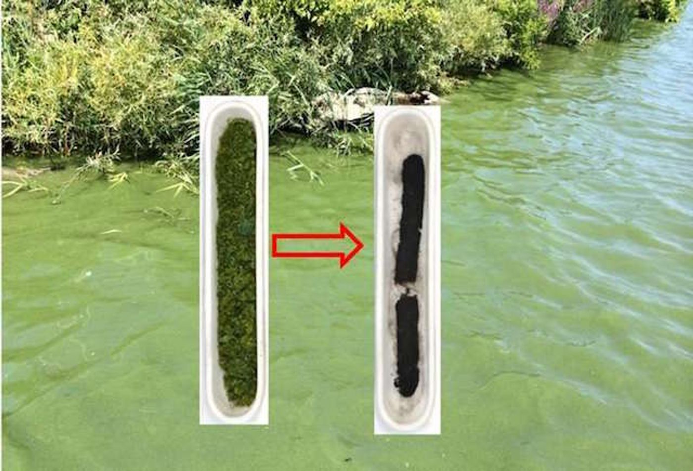 Algae collected from a bloom in Lake Erie and the "hard carbon" it was turned into