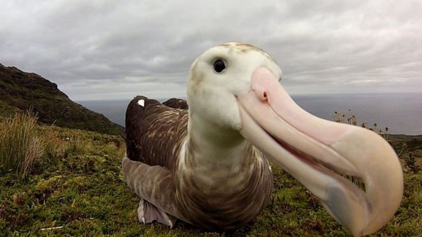 Pictured is the Tristan albatross.