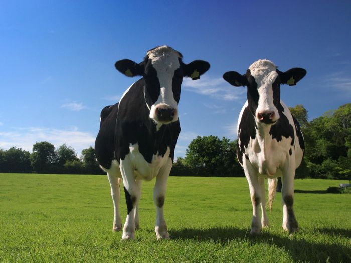 Can these cows prevent allergies?