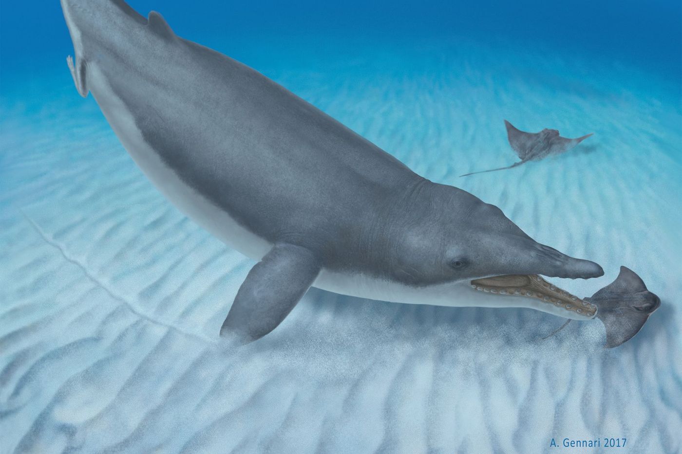 An artist's impression of Mystacodon selenensis as it bottomfeeds.