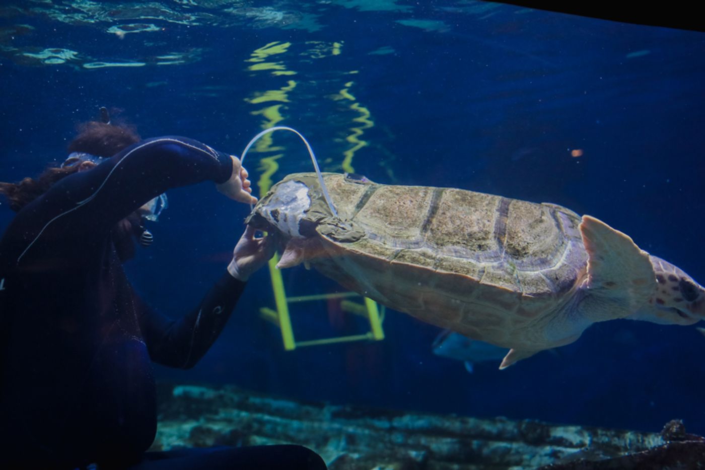 This loggerhead received a 3D-printed shell brace to help it grow more normally.