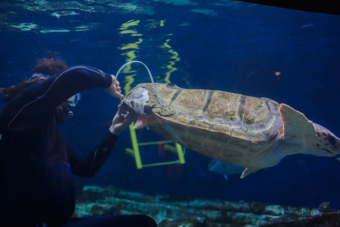 This loggerhead received a 3D-printed shell brace to help it grow more normally.