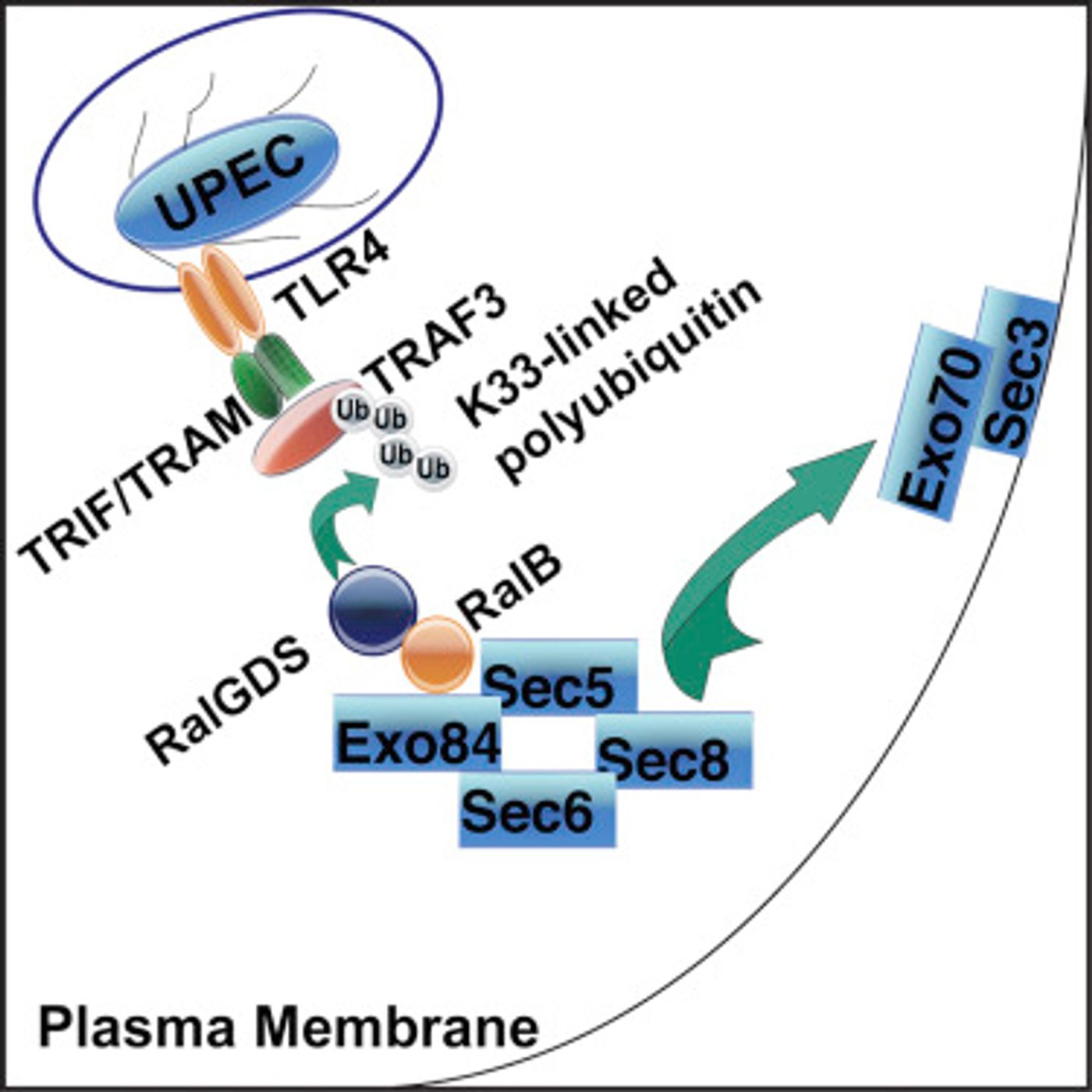 Toll-like receptor (TLR) 4 signals emanating from bacteria-containing vesicles (BCVs) were found to trigger K33-linked polyubiquitination of TRAF3 at Lys168, which was then detected by RalGDS, a guanine nucleotide exchange factor (GEF) that precipitated the assembly of the exocyst complex. / Credit: Immunology