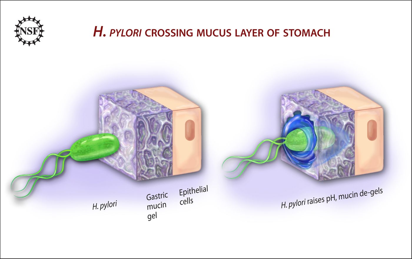 H. pylori burrows through stomach mucous.