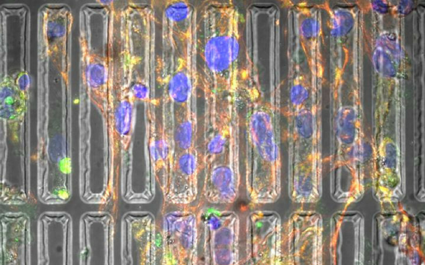 Programming induced pluripotent stem cells into heart muscle cells requires biochemical and biomechanical cues. Growing the cells in a three-dimensional substrate that mimics the natural heart environment produces better cells. Credit: Parisa Pour Shahid Saeed Abadi/Michigan Tech