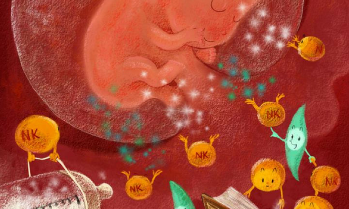 An artistic representation of how decidual NK cells promote fetal growth during early pregnancy. Credit: Binqing Fu