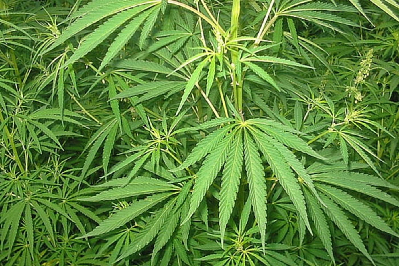 New research shows what pot can do to the developing brain