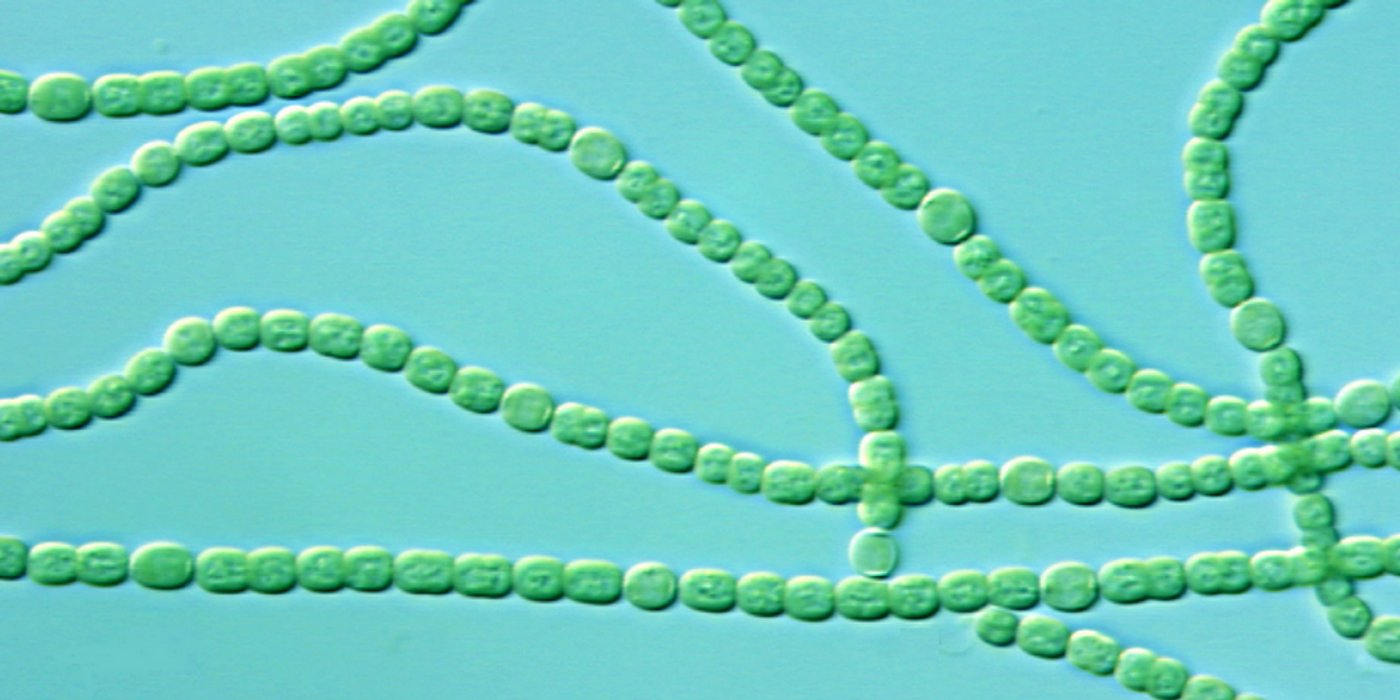 Cyanobacteria make photoprotectant compounds. -Reddit