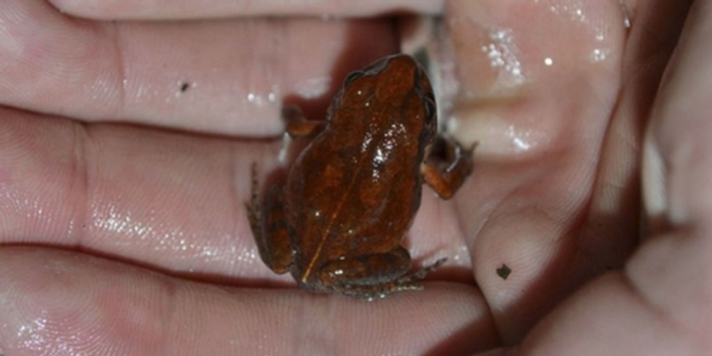 The cave squeaker frog has been spotted for the first time in 55 years.