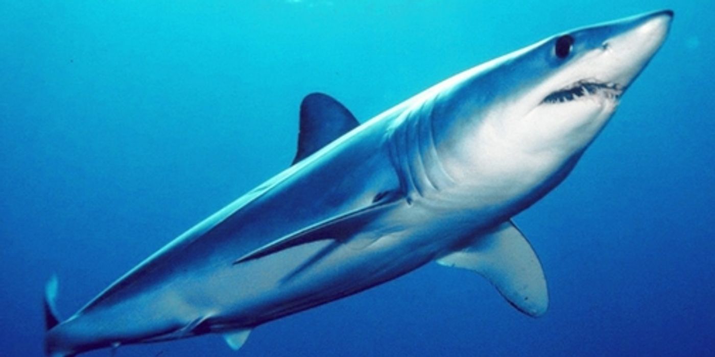 The shortfin mako shark is being overfished, and the act has slipped under the radar for too long.
