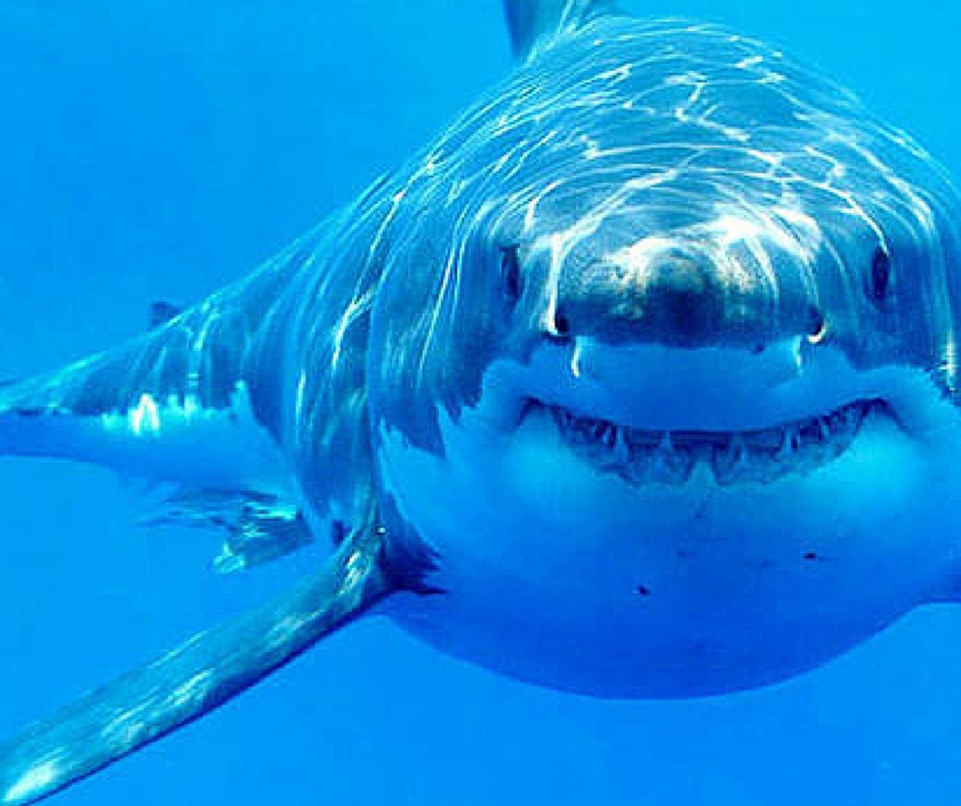 A great white shark has died in captivity after just three days in a Japanese aquarium.