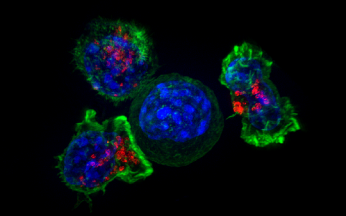 A group of killer T cells (green and red) surrounding a cancer cell (blue, center). Killer T cells use special chemicals to kill cancer cells. Credit: National Institutes of Health
