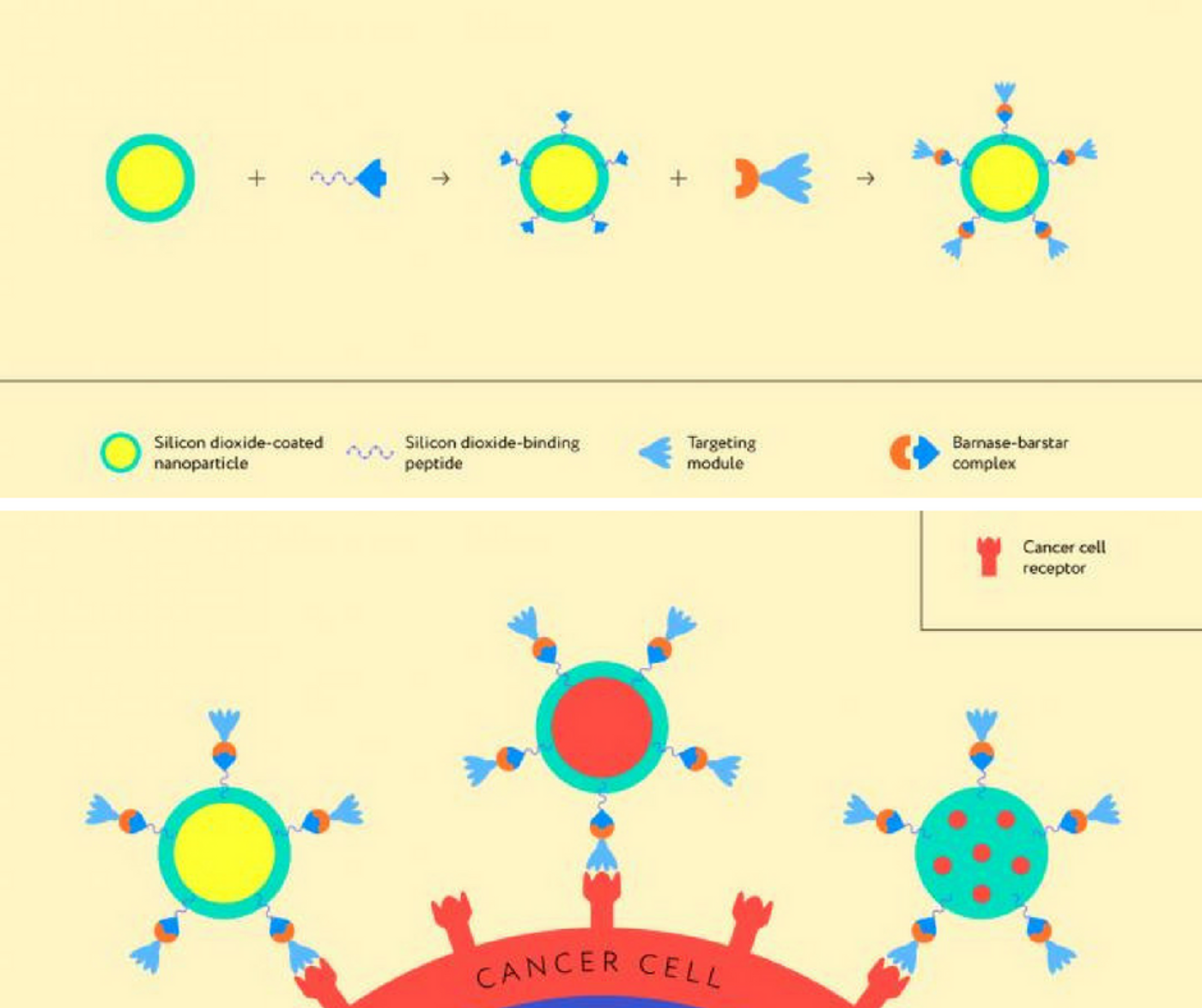 Top: The assembly of the structure based on a nanoparticle and the barnase-barstar protein complex. Bottom: The theranostic structure operating principle. Credit: MIPT press office