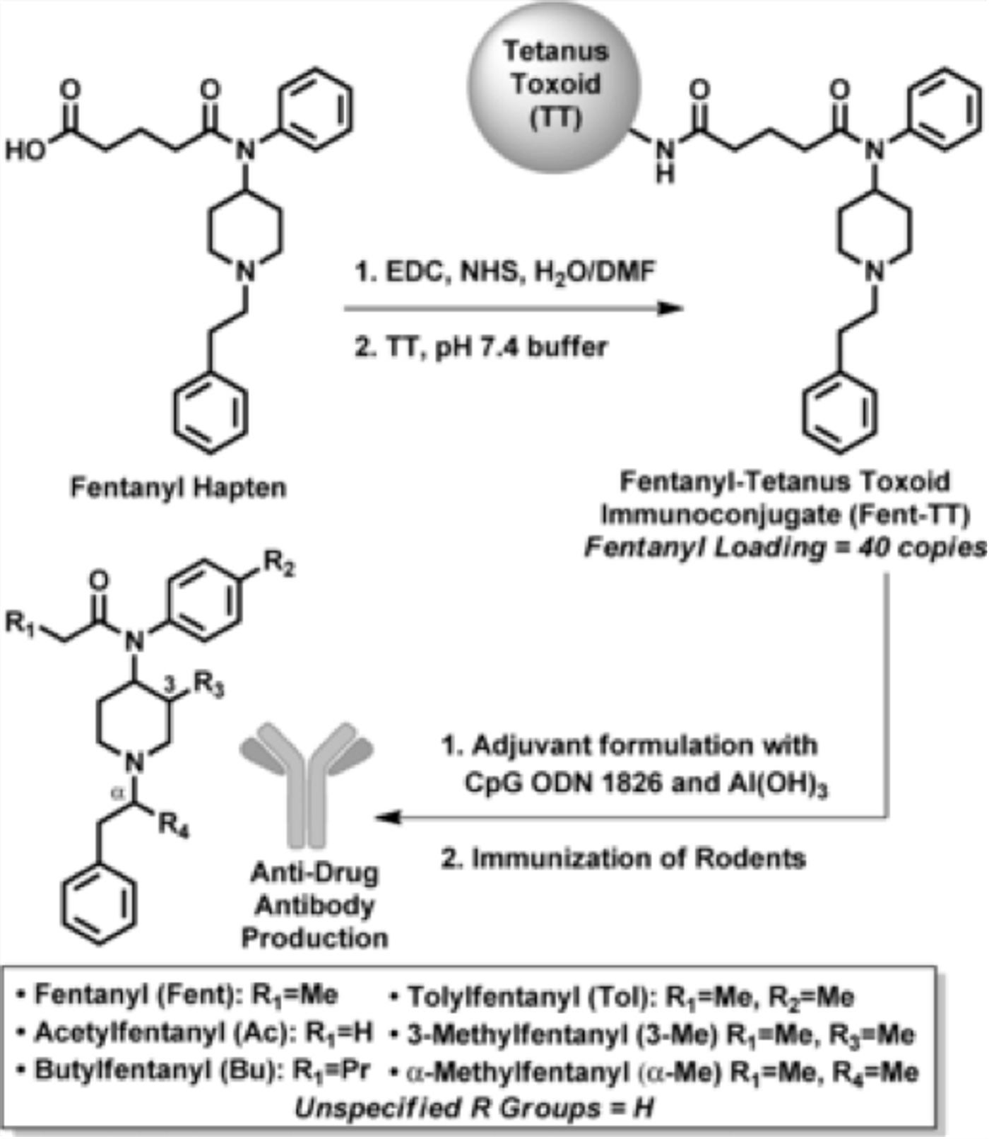 Vaccine formation and fentanyl structure. For full explanation, see figure 1 in Bremer et al. Angewandte Chemie 2016.