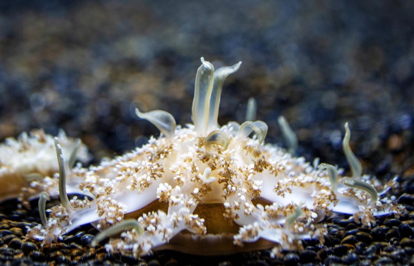 This Cassiopea jellyfish doesn't need tentacles to deliver a sting.